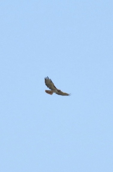 Red-tailed Hawk - ML609302811