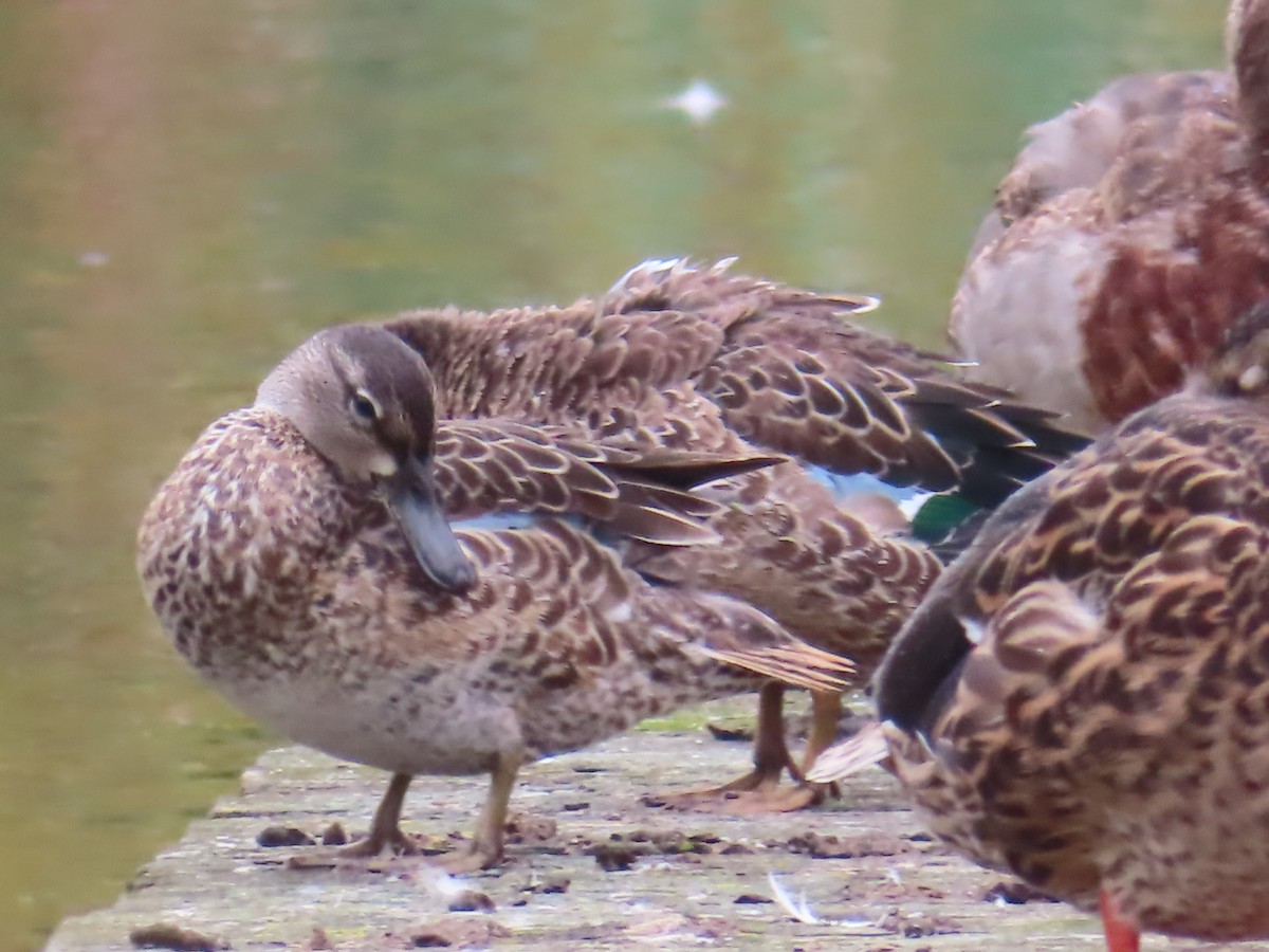 Blue-winged Teal - ML609302859