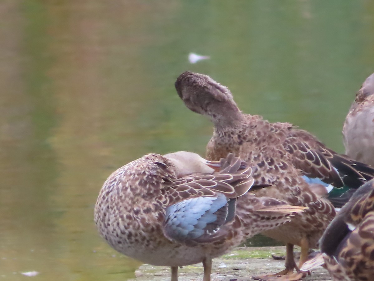 Blue-winged Teal - ML609302862