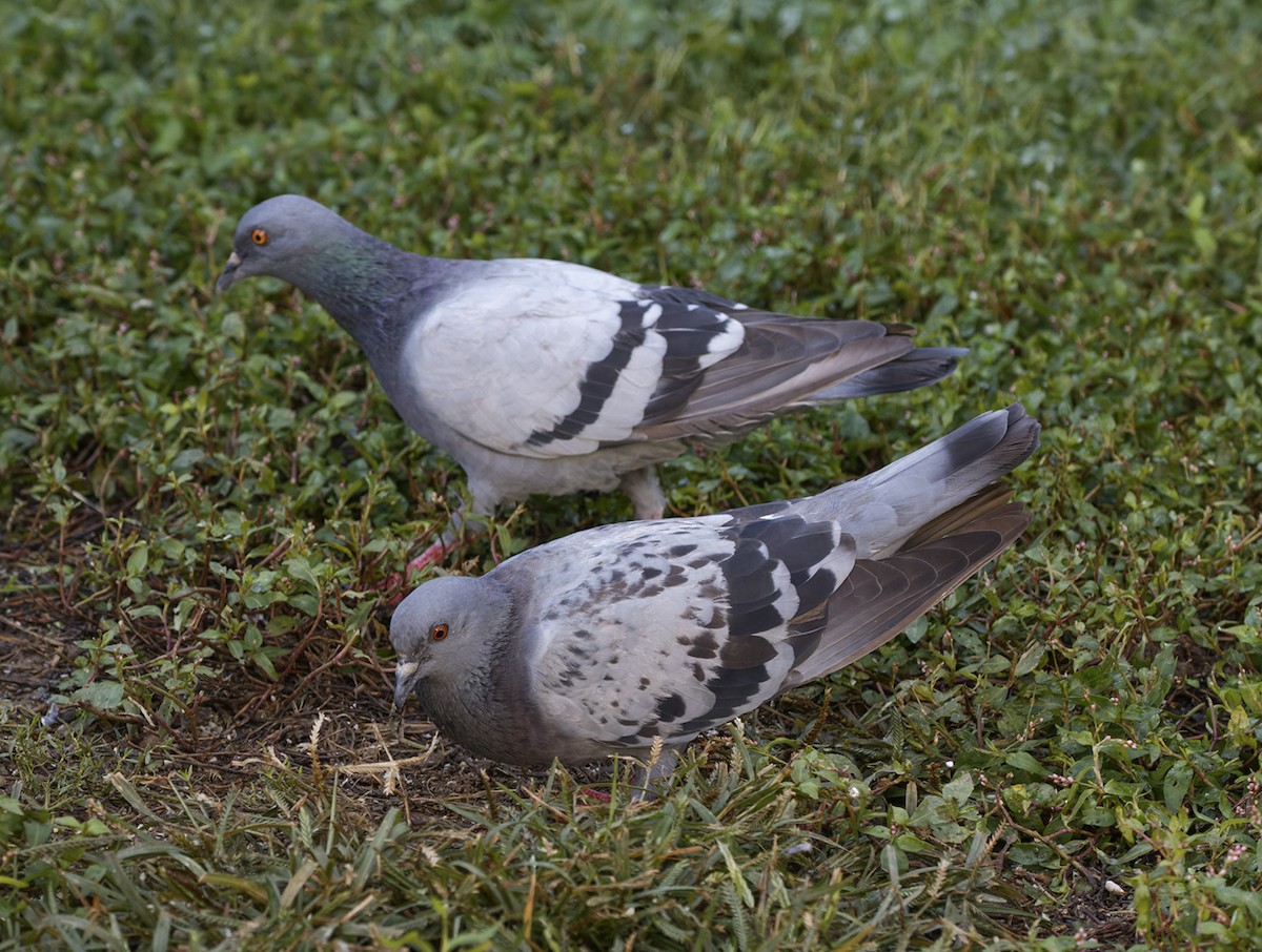 Pigeon biset (forme domestique) - ML609302949