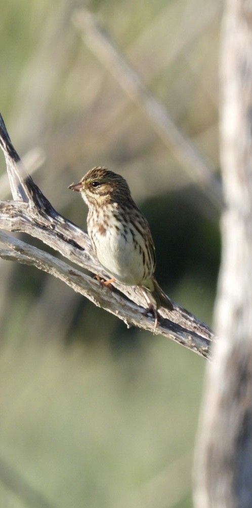 Savannah Sparrow - ML609302951