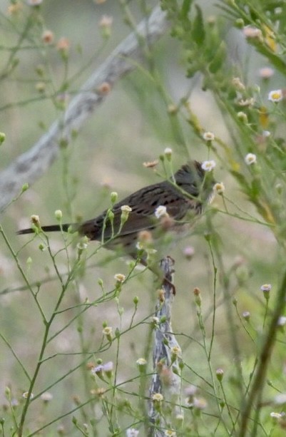 Lincoln's Sparrow - ML609302960