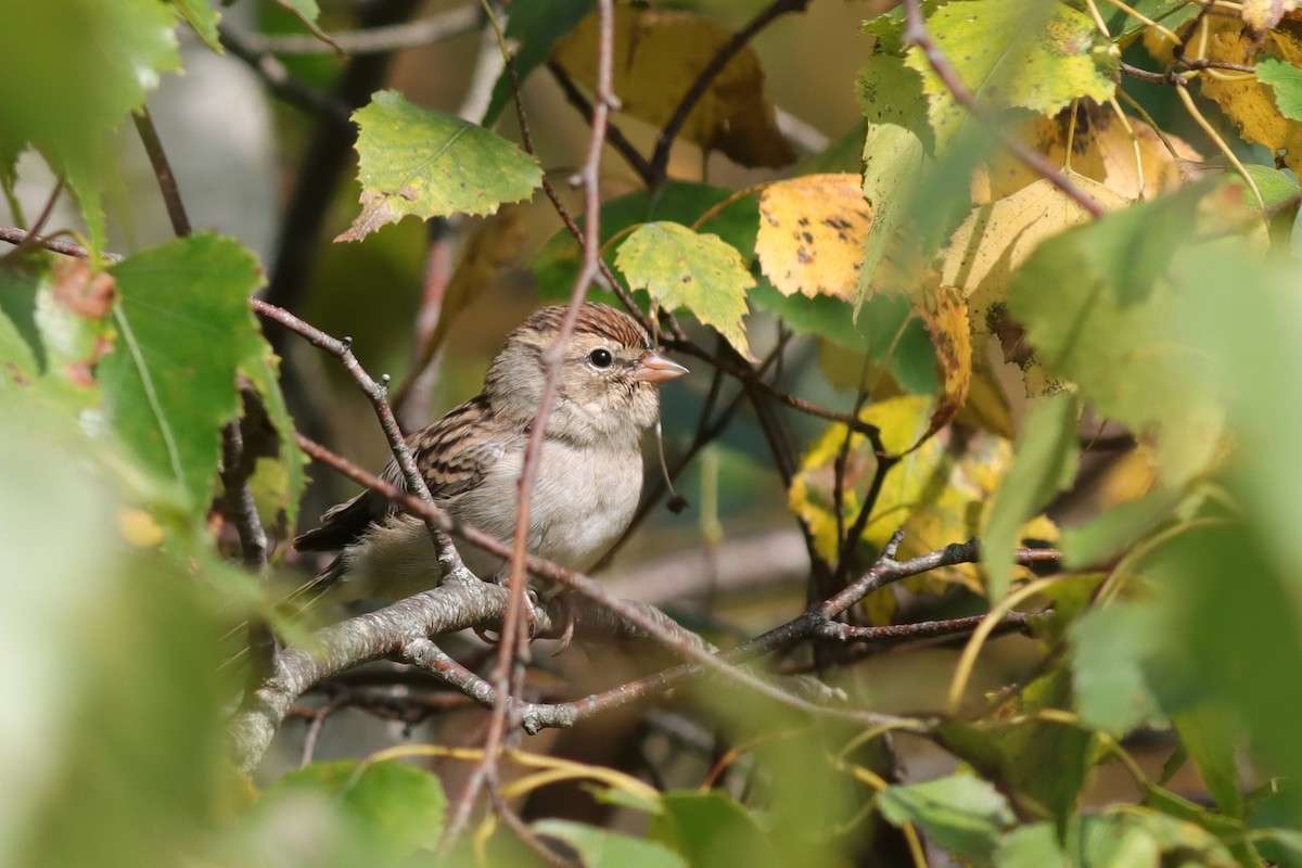 Chipping Sparrow - ML609303155