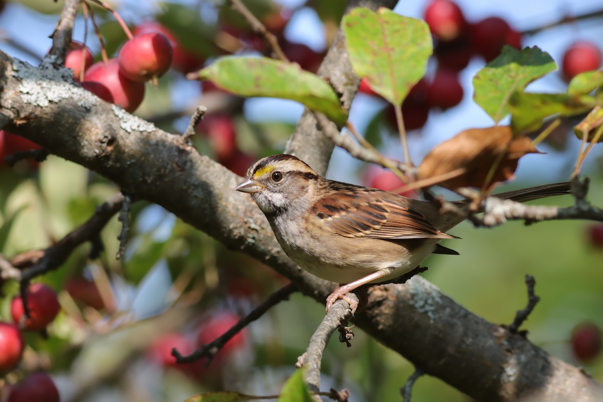 White-throated Sparrow - ML609303192