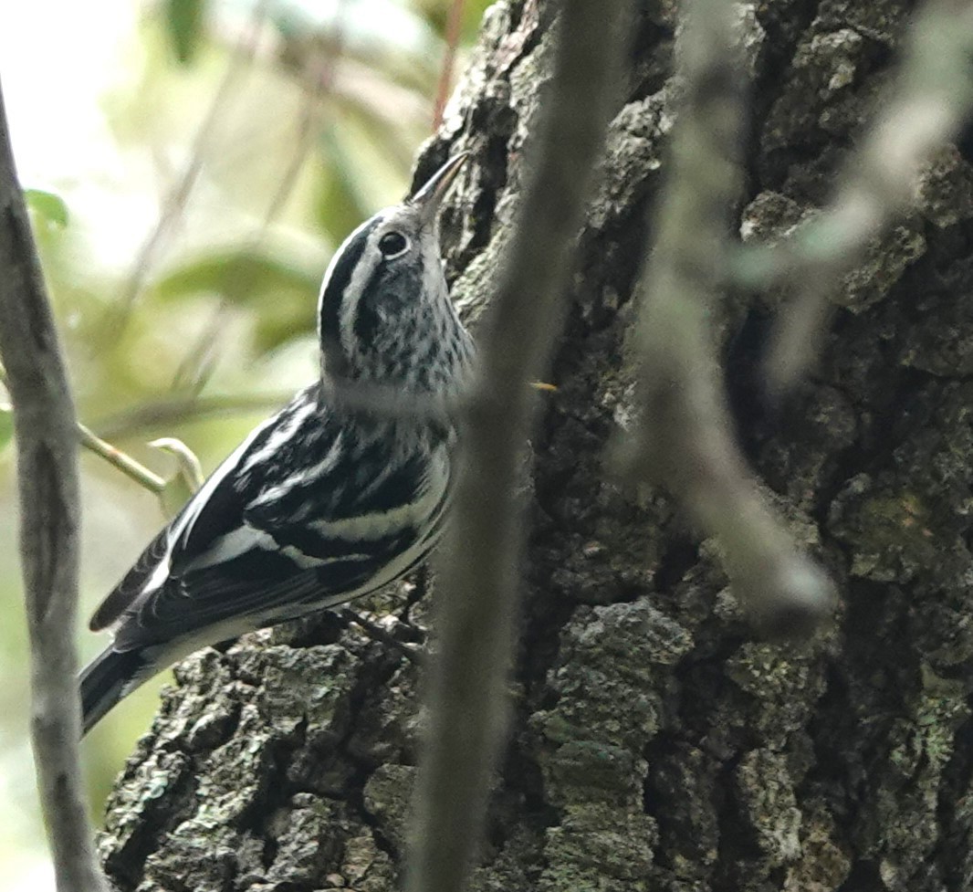 Black-and-white Warbler - ML609303398
