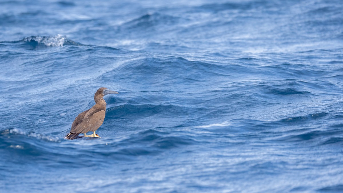 Brown Booby - ML609304076