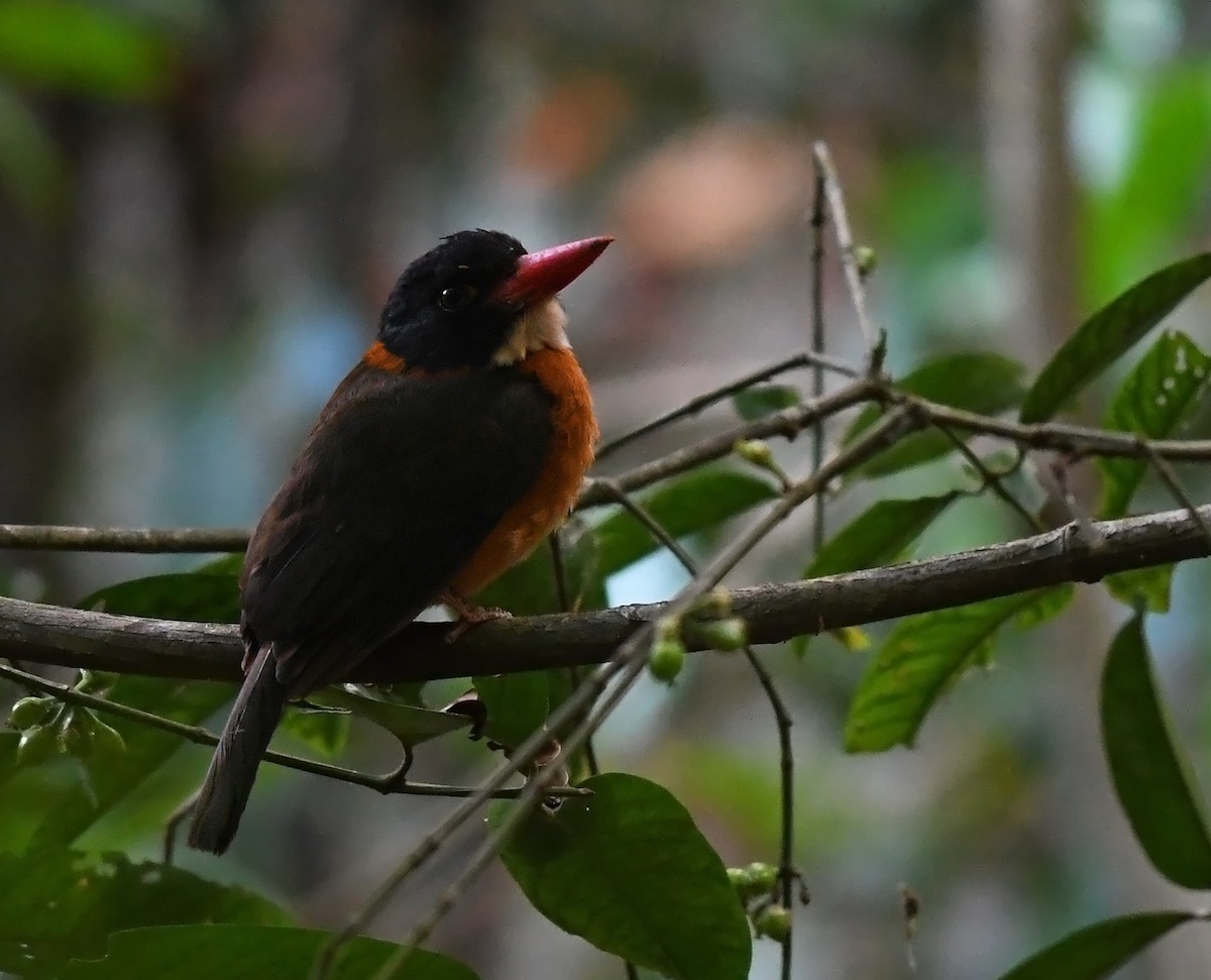 Green-backed Kingfisher (Black-headed) - ML609304474