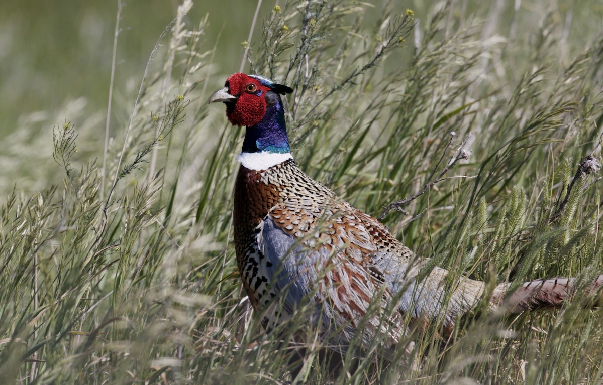 Ring-necked Pheasant - Lou Ann Harris