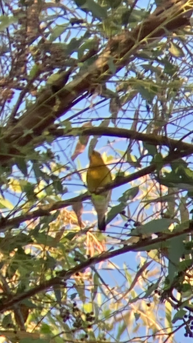 Prothonotary Warbler - ML609304920