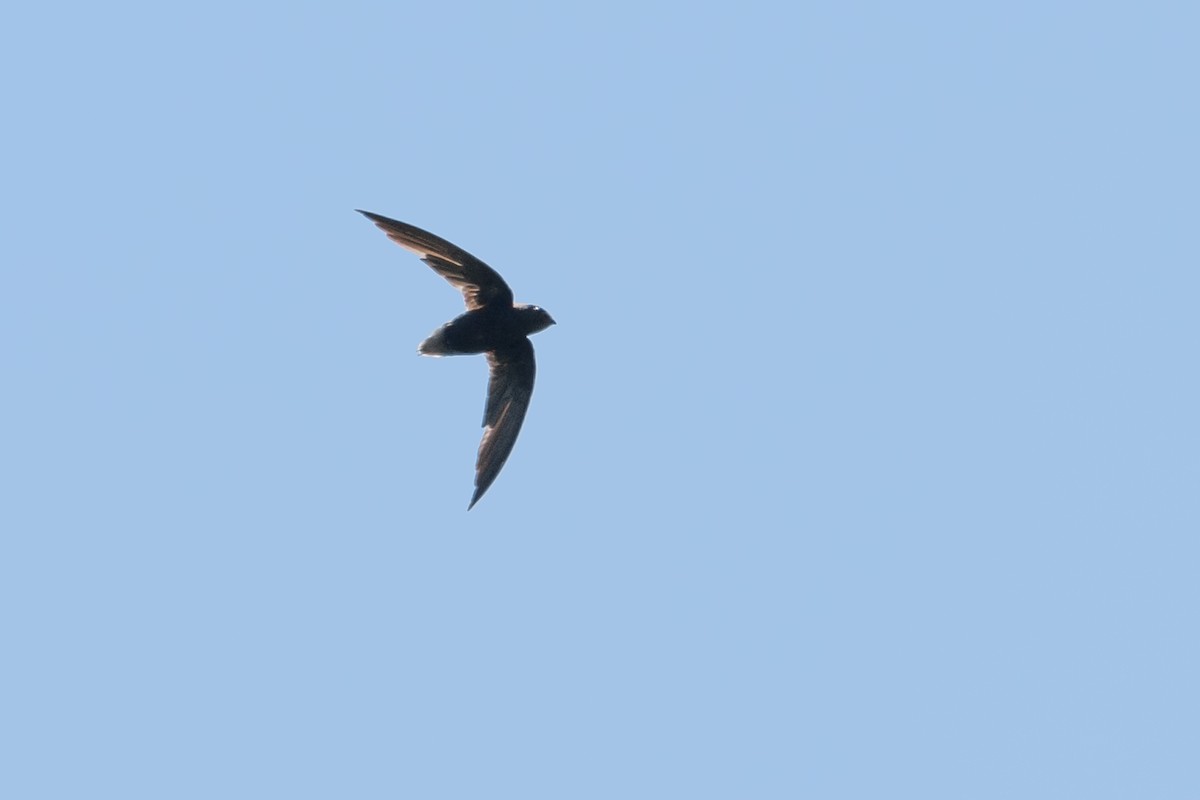 Short-tailed Swift - ML609305139