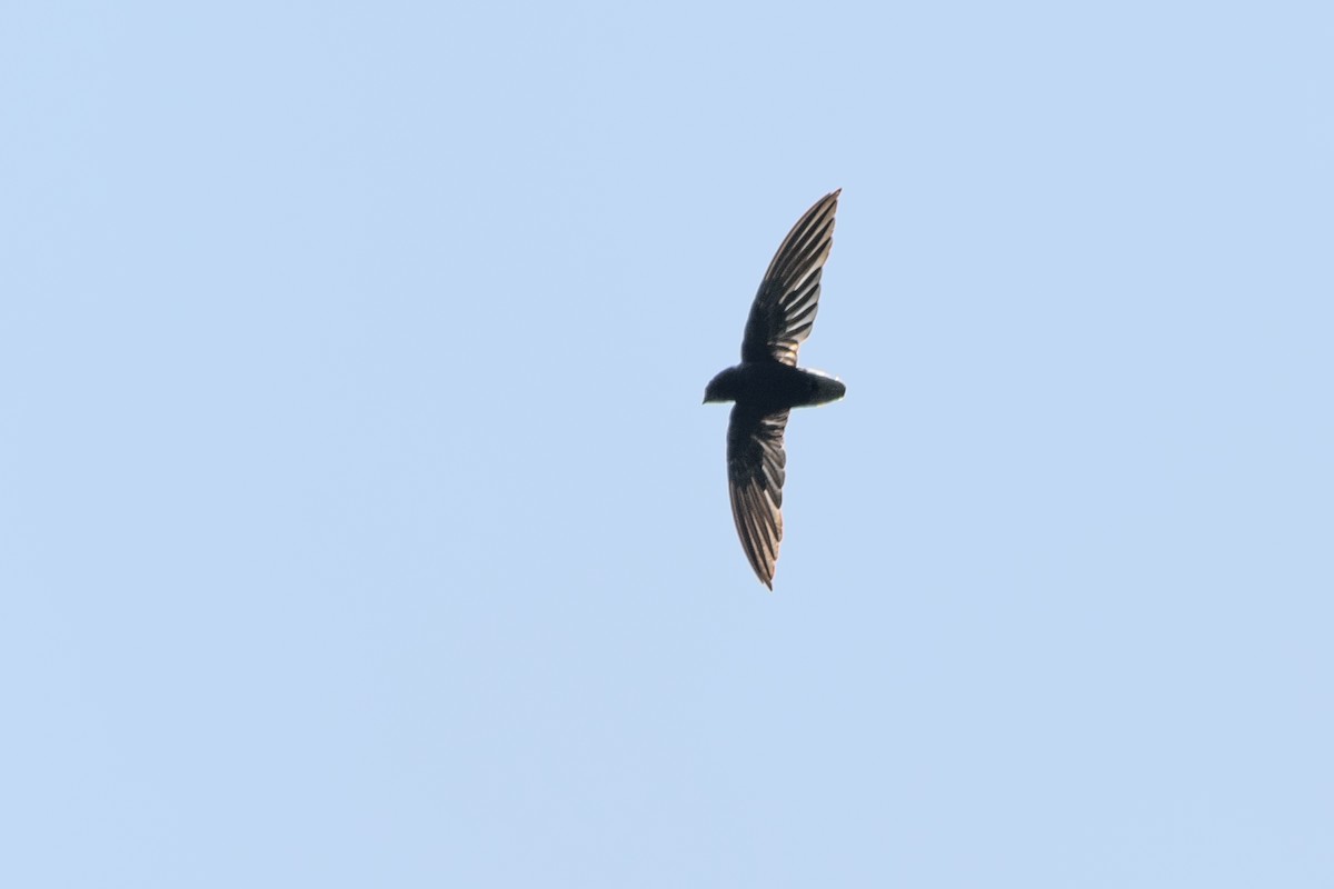 Short-tailed Swift - ML609305140
