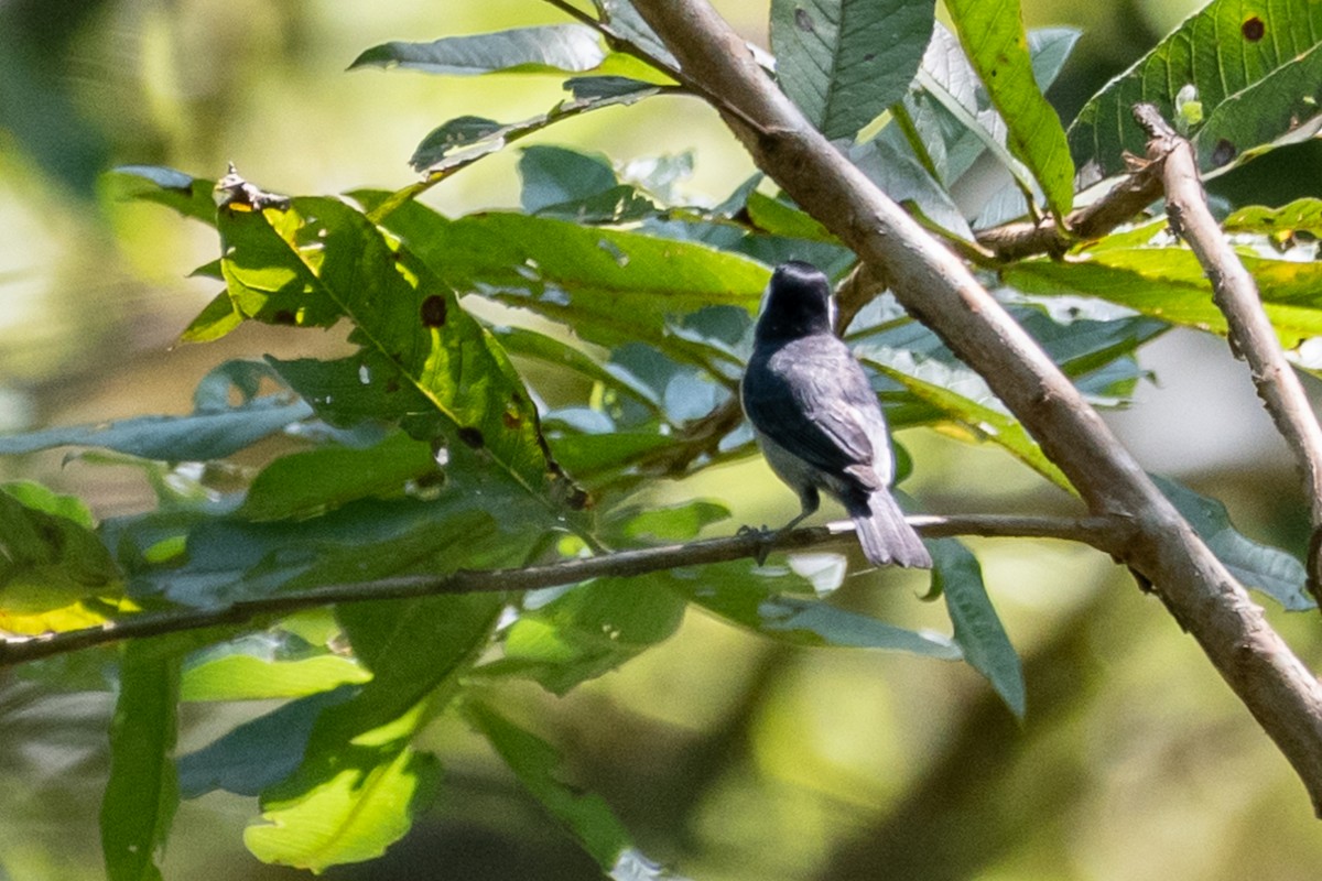 White-eared Conebill - ML609305199