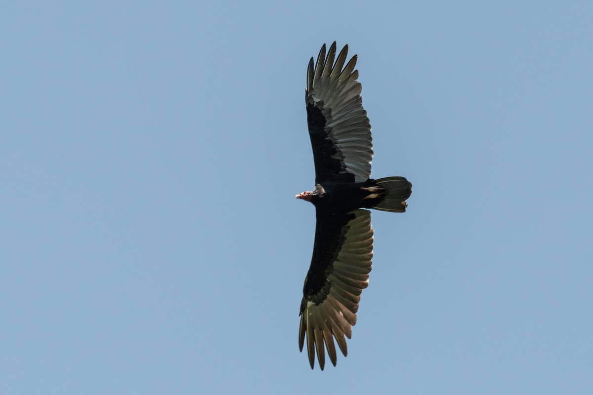 Turkey Vulture - ML609305201
