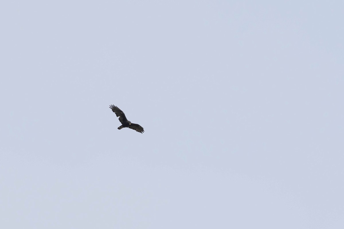 Zone-tailed Hawk - ML609305457