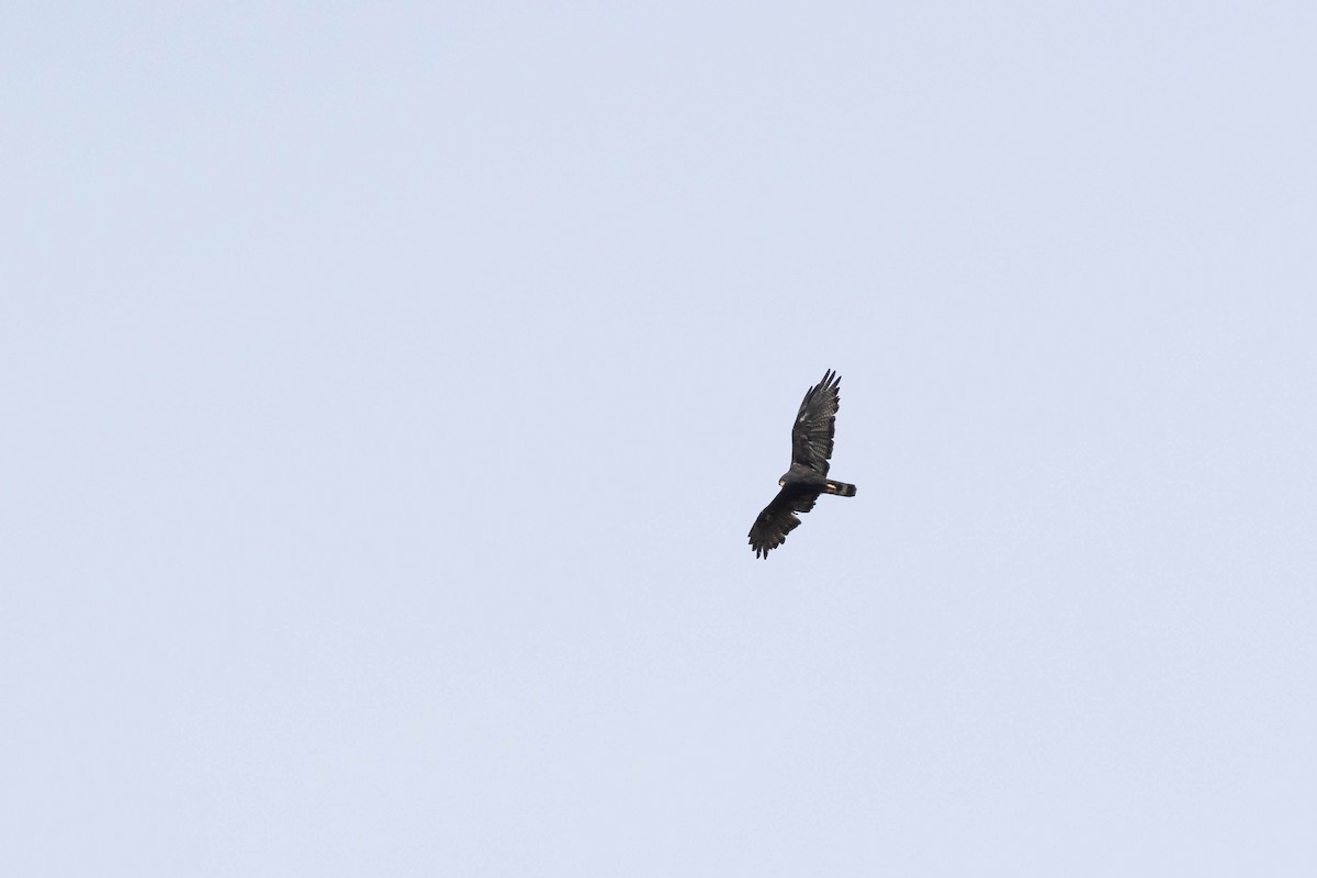 Zone-tailed Hawk - ML609305458