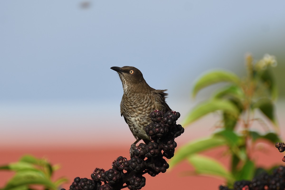 Scaly-breasted Thrasher - ML609305510