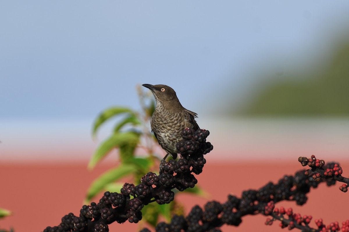 Scaly-breasted Thrasher - ML609305511