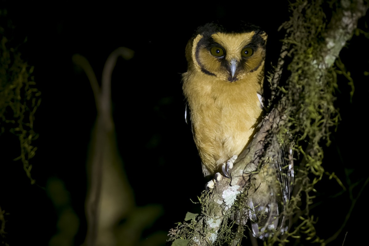 Buff-fronted Owl - ML609305671