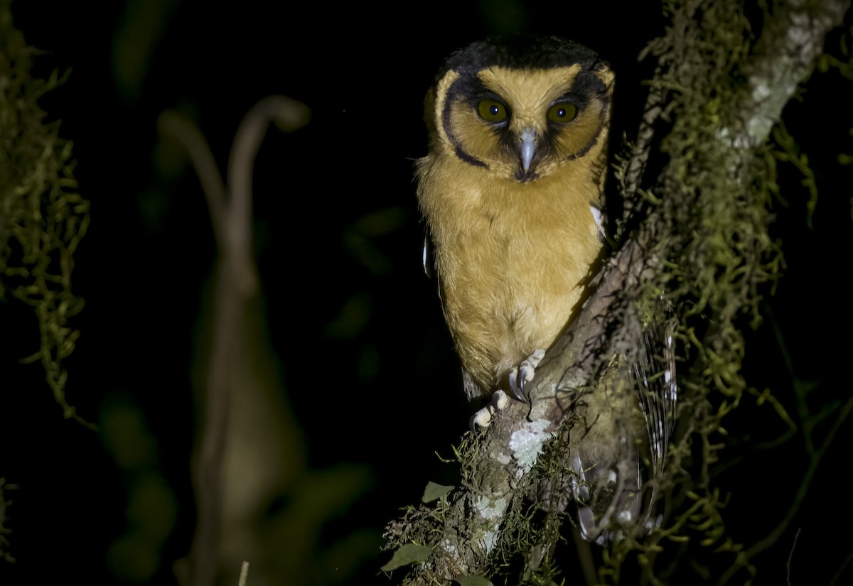 Buff-fronted Owl - ML609305674