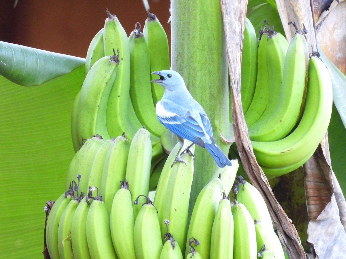 Blue-gray Tanager - ML609305919