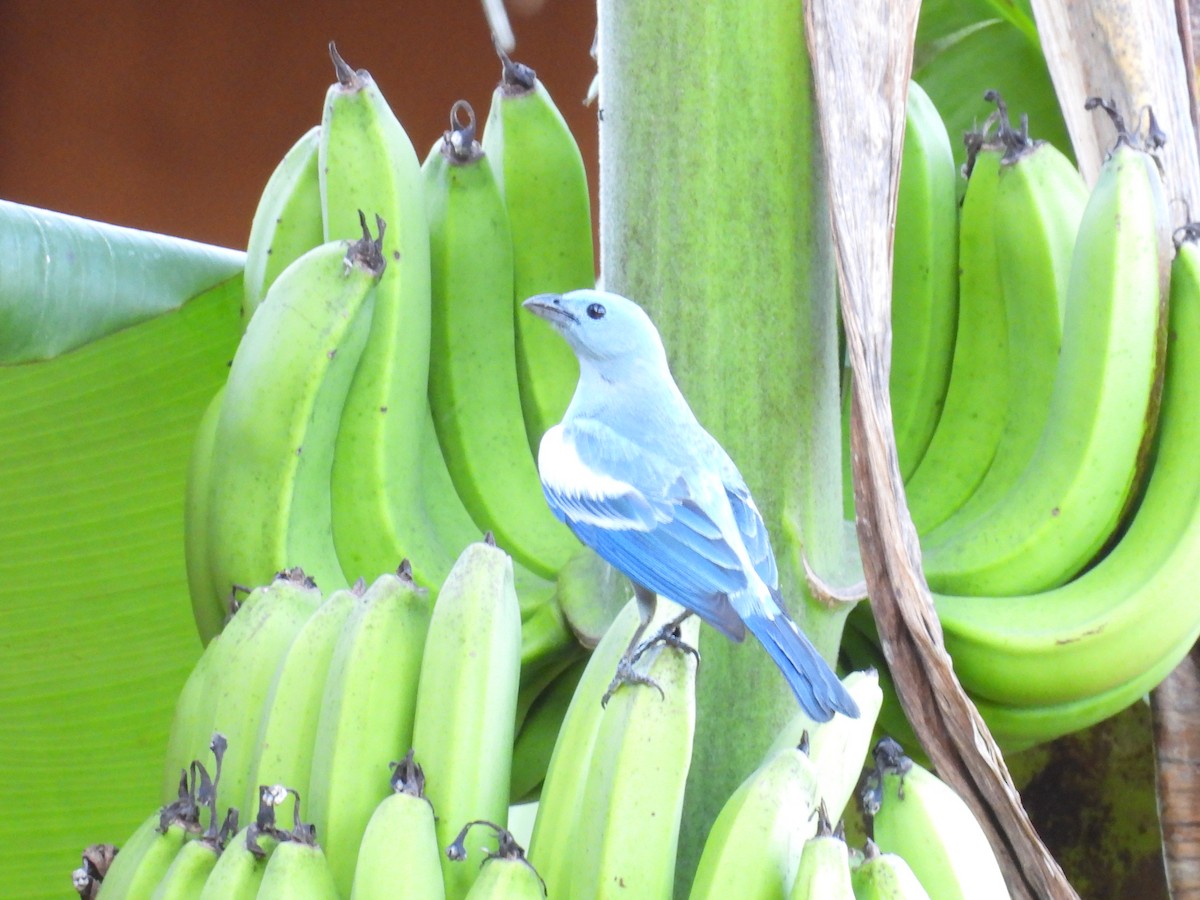 Blue-gray Tanager - ML609305920