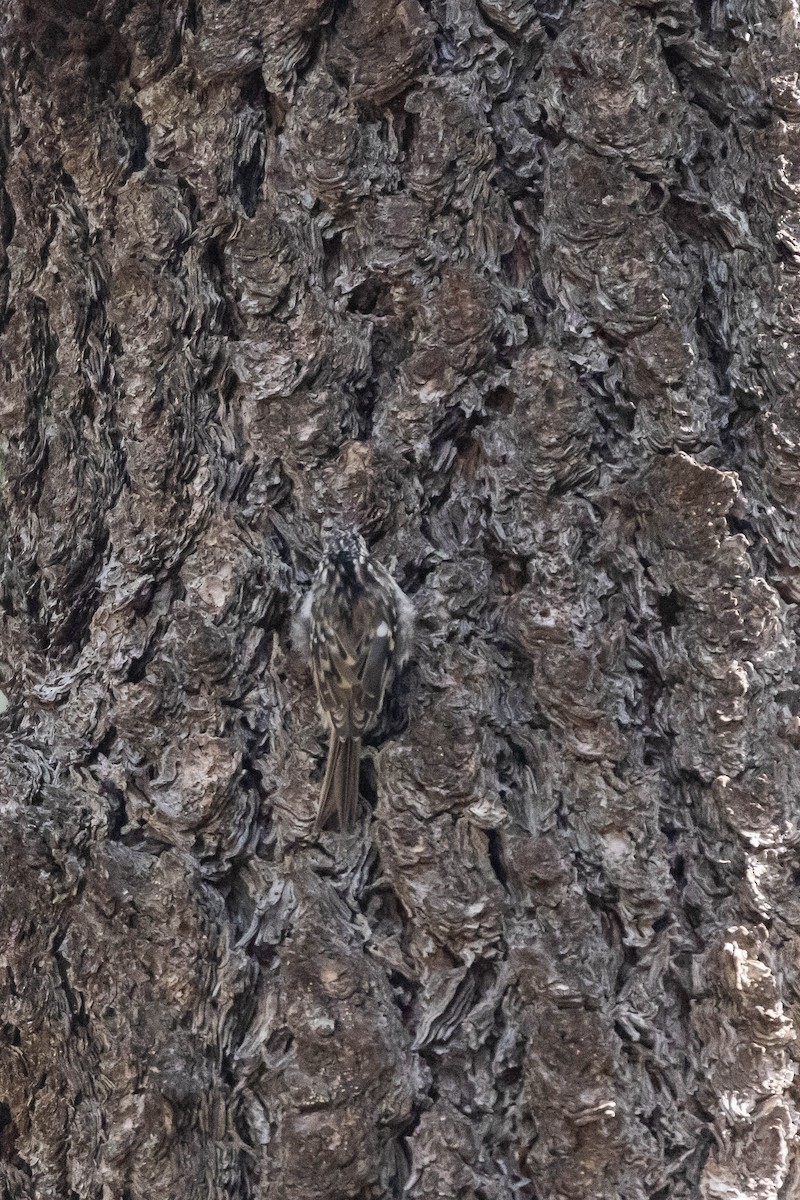 Brown Creeper (albescens/alticola) - ML609305935