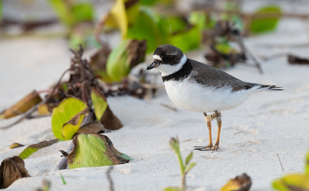 Semipalmated Plover - ML609306031