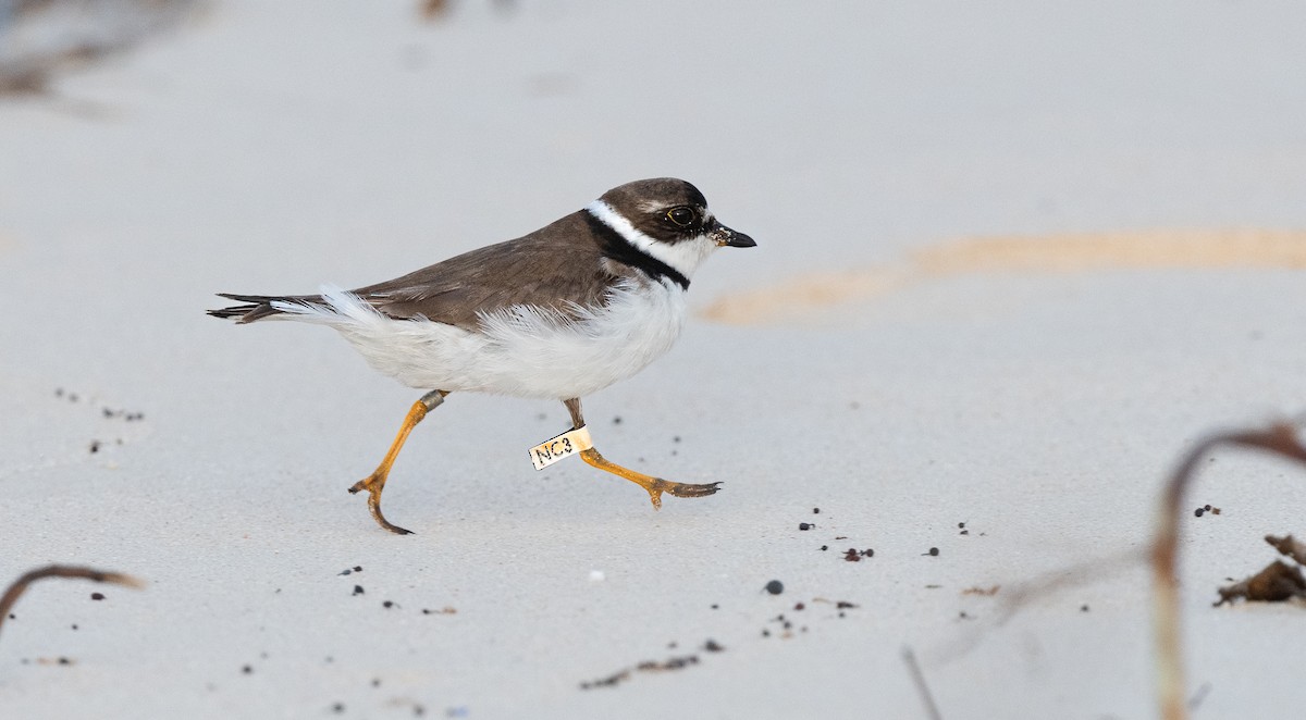 Semipalmated Plover - ML609306035