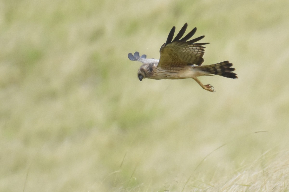 Spotted Harrier - ML609306036