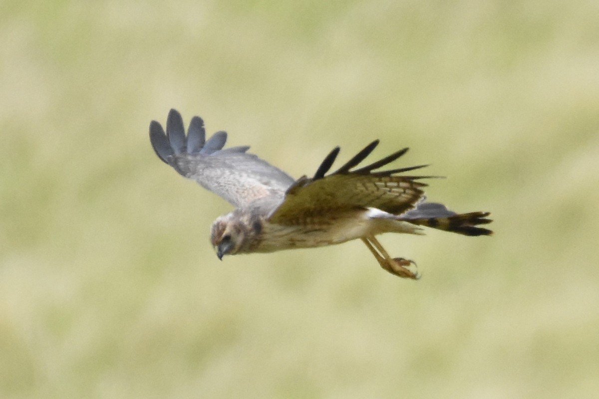 Spotted Harrier - ML609306037