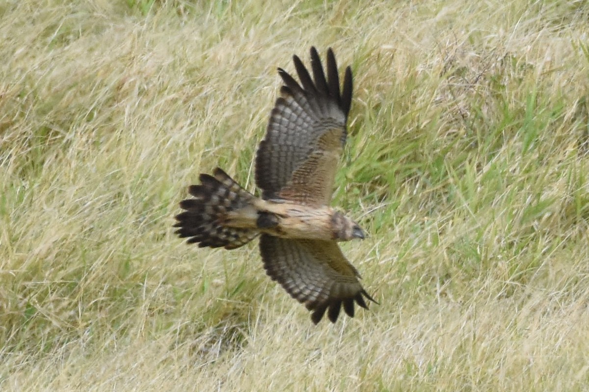 Spotted Harrier - ML609306038