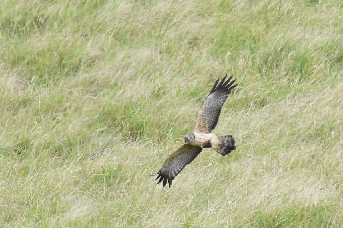 Spotted Harrier - ML609306039