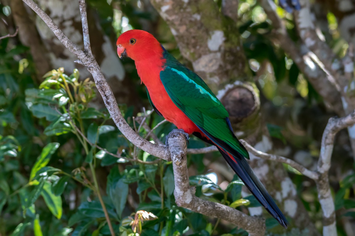Avustralya Kral Papağanı - ML609306073