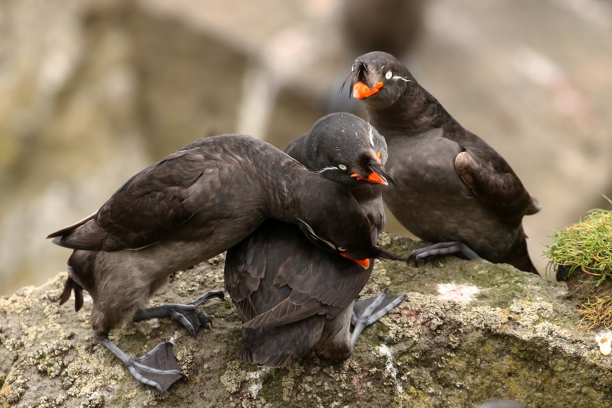 Crested Auklet - ML609306089