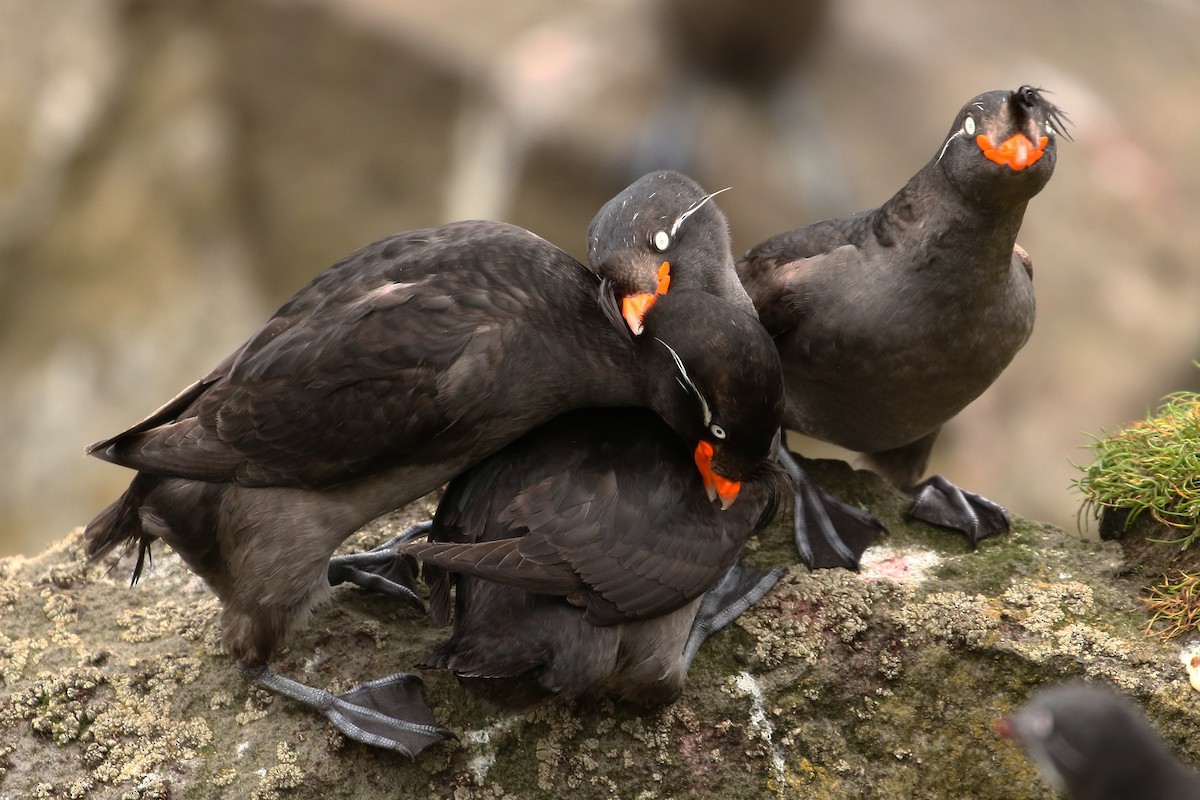 Crested Auklet - ML609306090