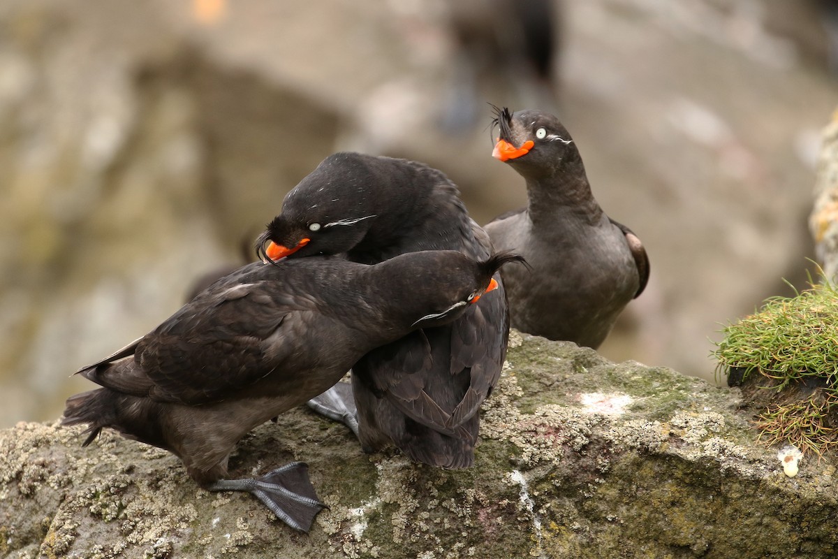 Crested Auklet - ML609306091