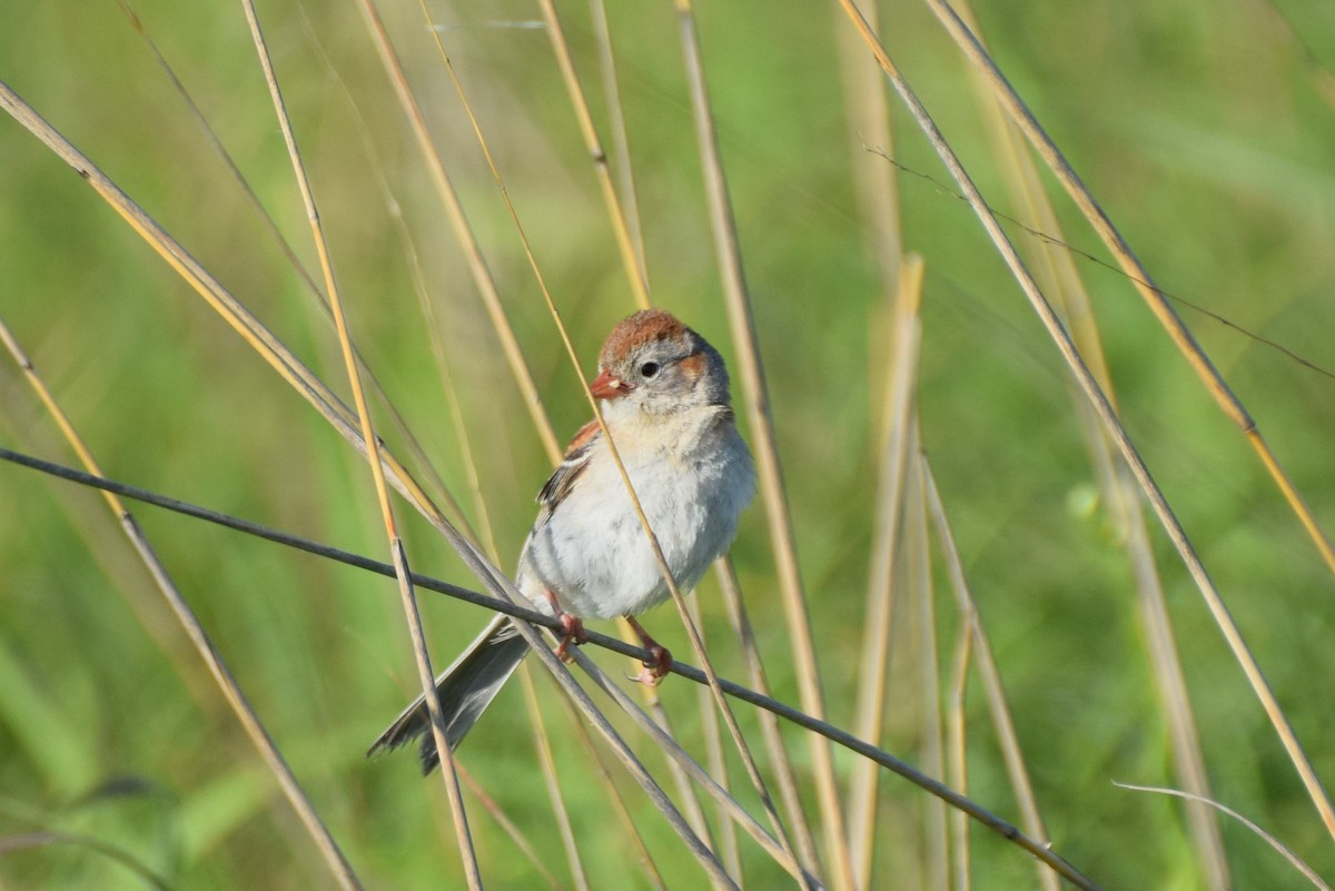 Field Sparrow - irina shulgina