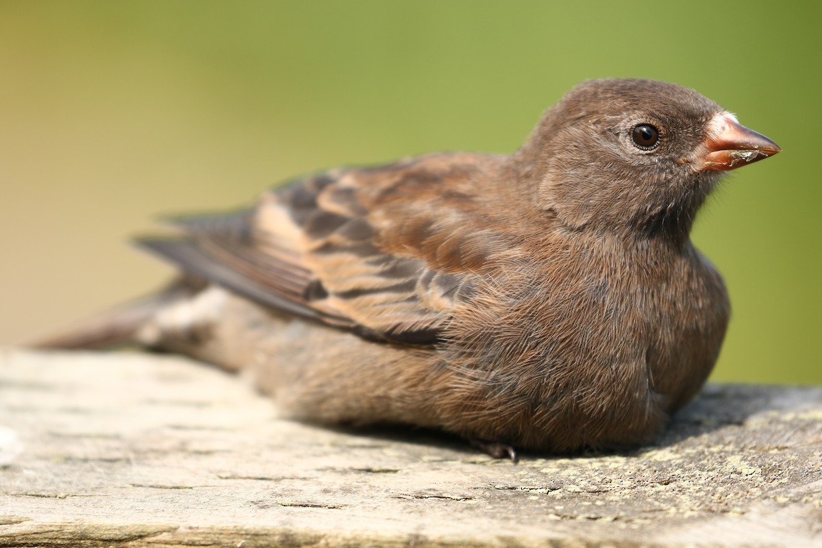 Gray-crowned Rosy-Finch (Aleutian and Kodiak Is.) - McKenzie Mudge