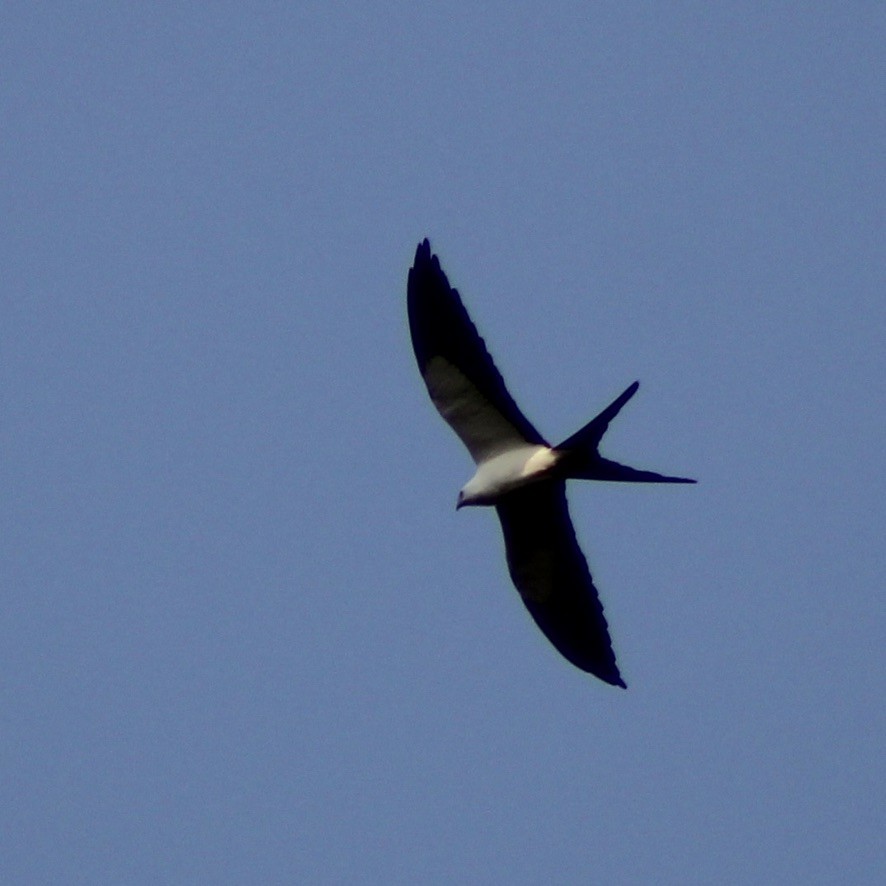 Swallow-tailed Kite - ML609306283