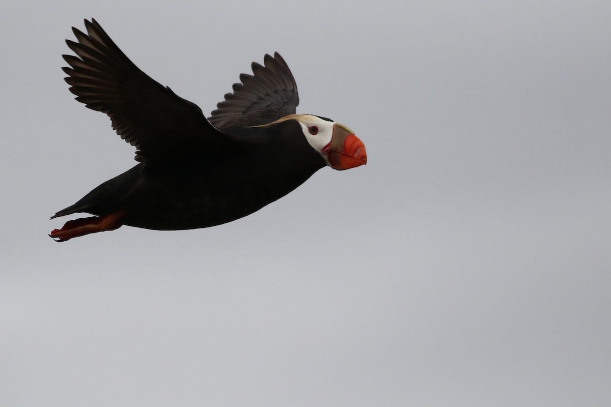 Tufted Puffin - ML609306355