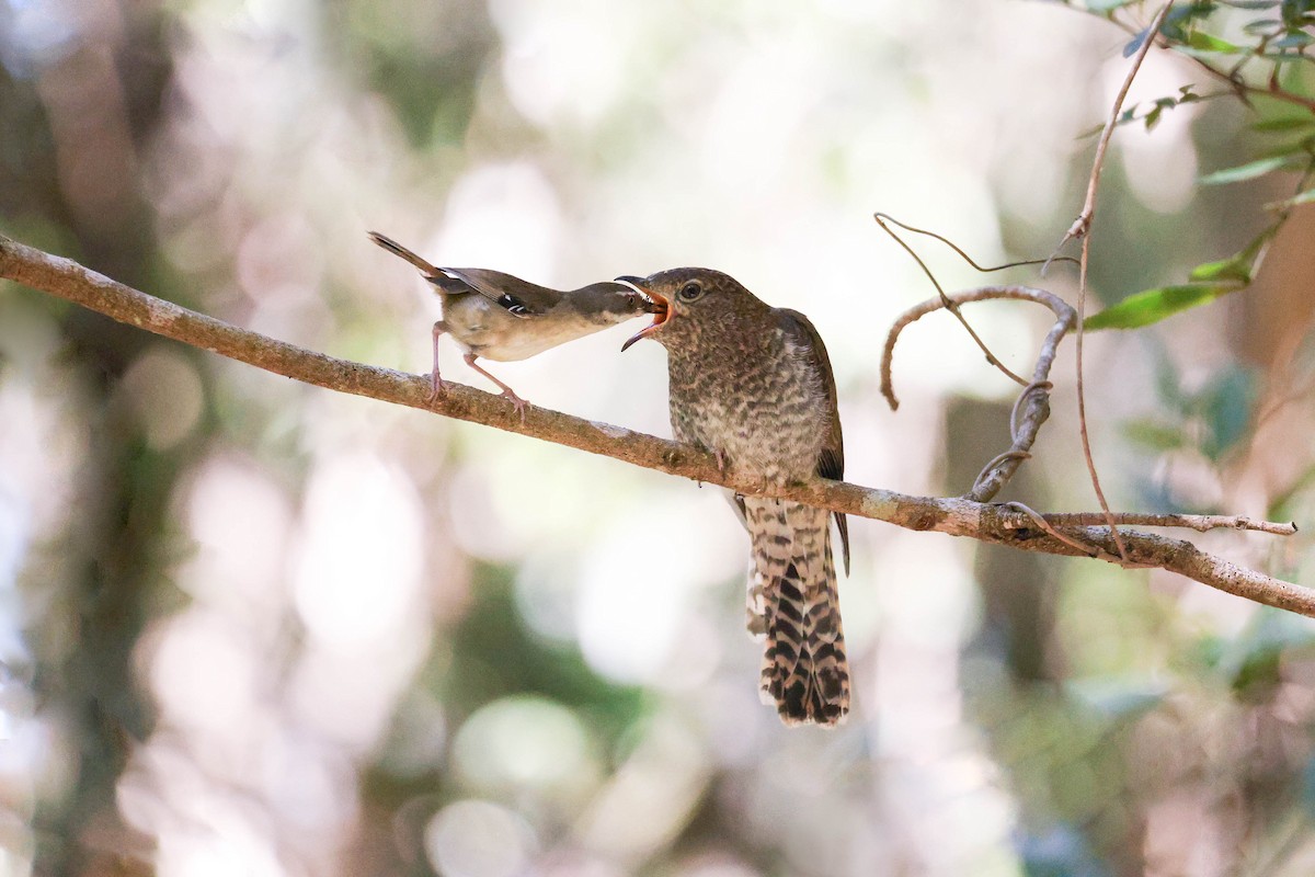 Fan-tailed Cuckoo - Ged Tranter