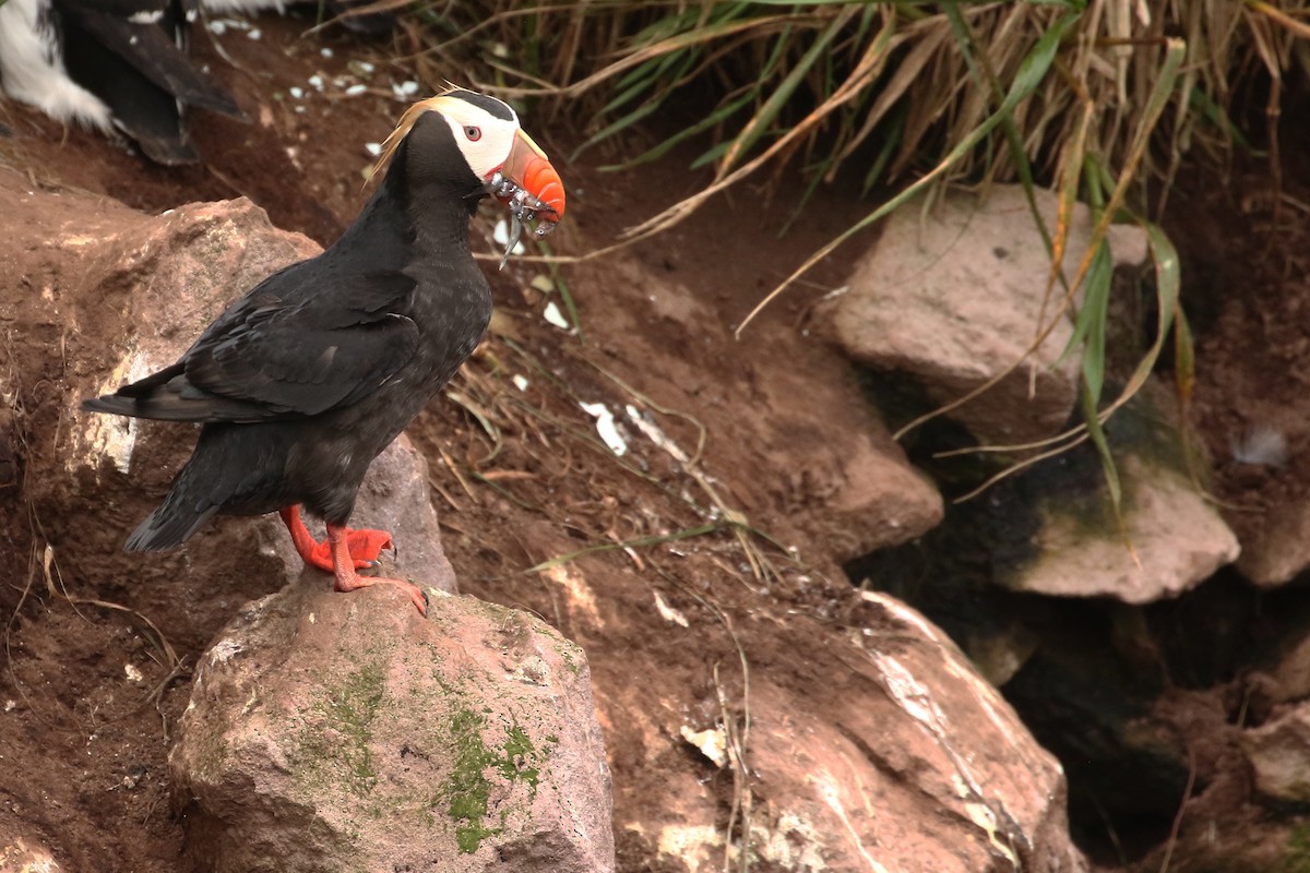 Tufted Puffin - ML609306408