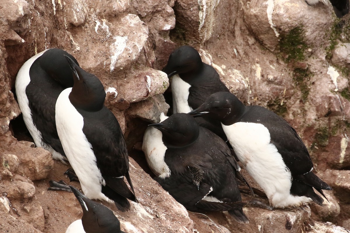 Thick-billed Murre - ML609306416