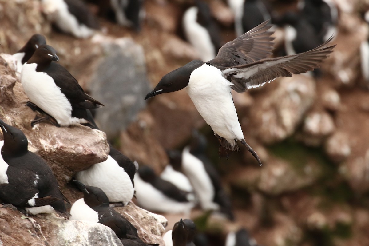Thick-billed Murre - ML609306428