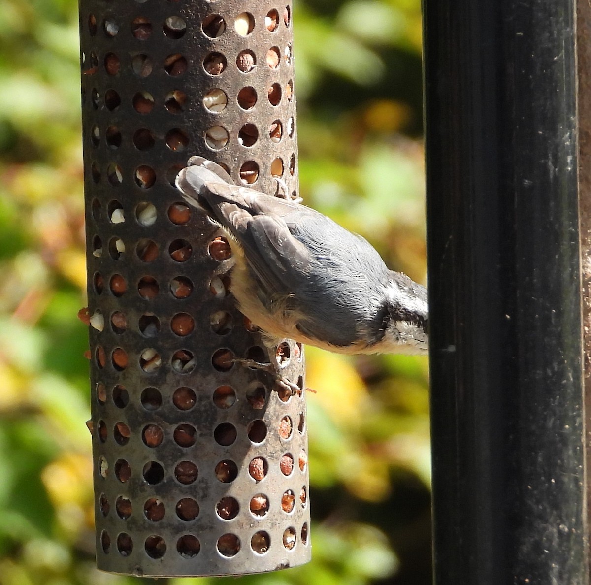Red-breasted Nuthatch - ML609306456