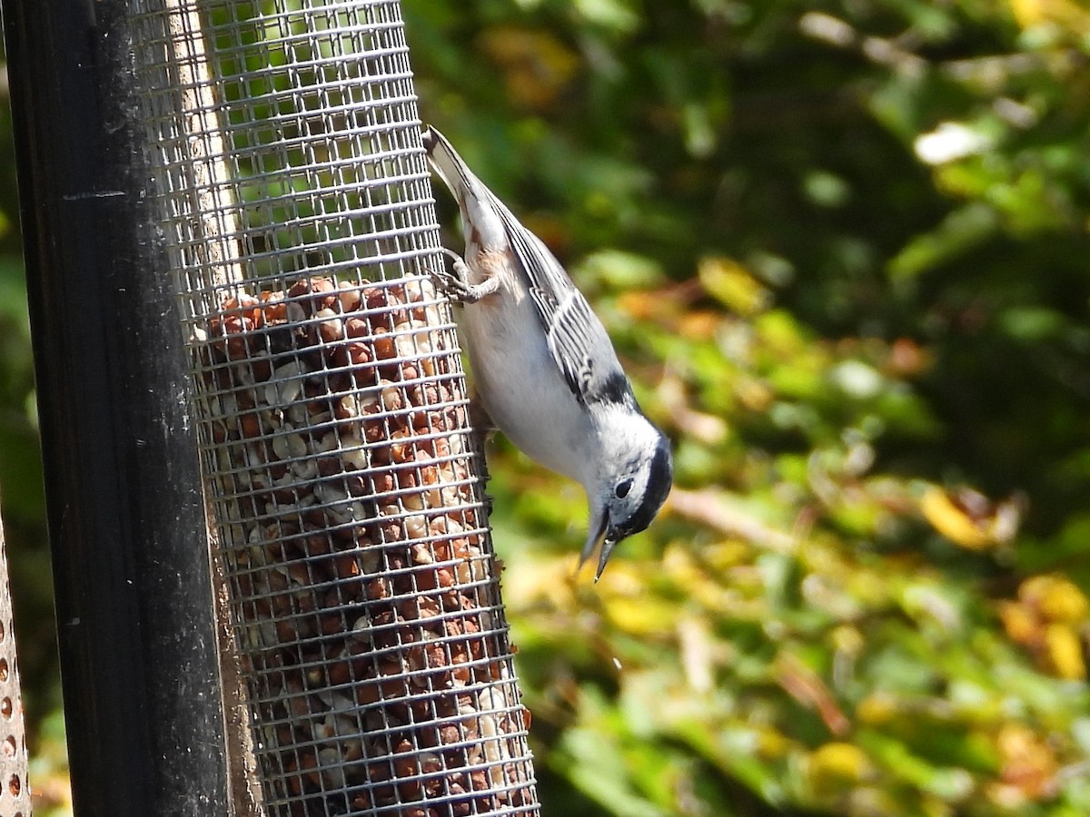 White-breasted Nuthatch - ML609306464