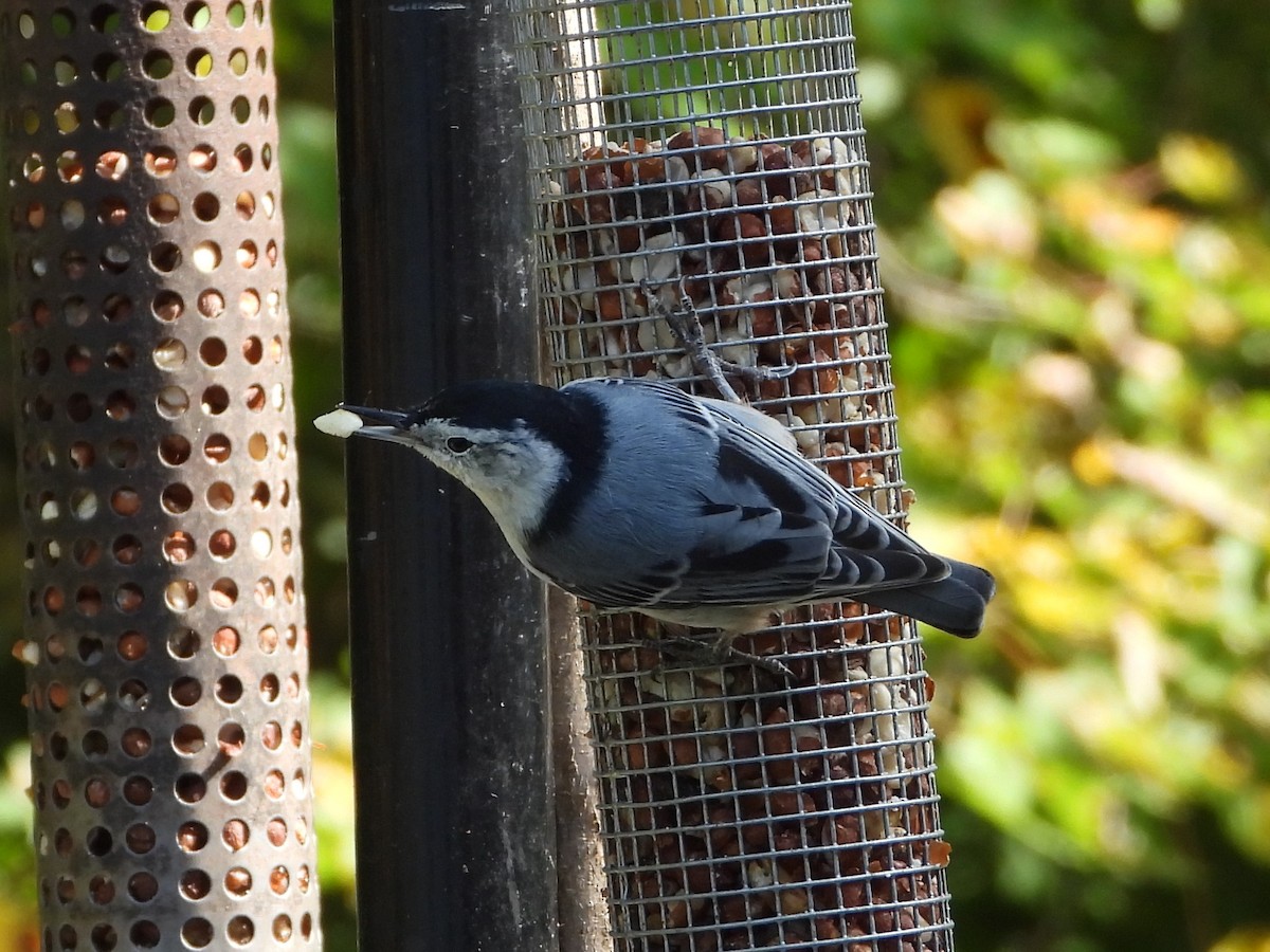 White-breasted Nuthatch - ML609306468