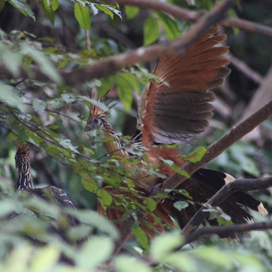 Hoatzin - ML609306495