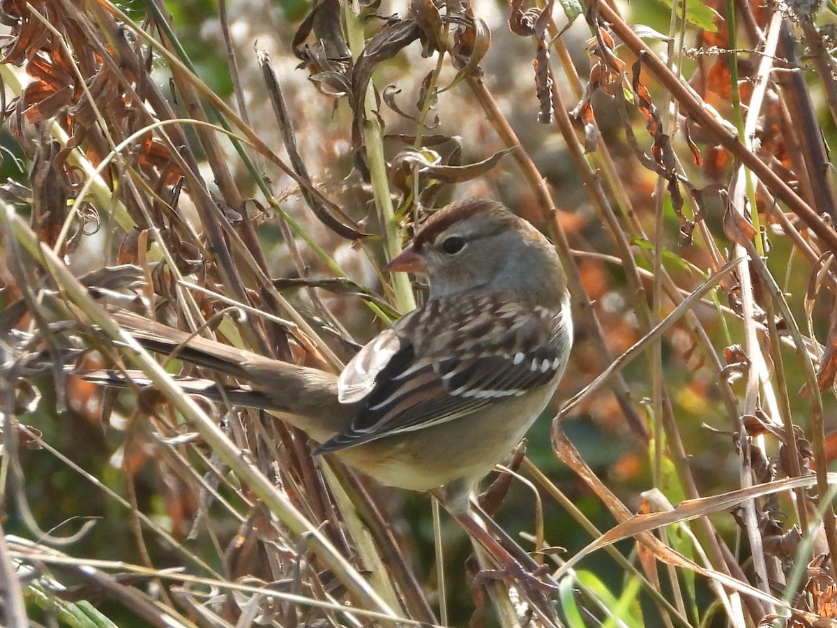 White-crowned Sparrow - ML609306497
