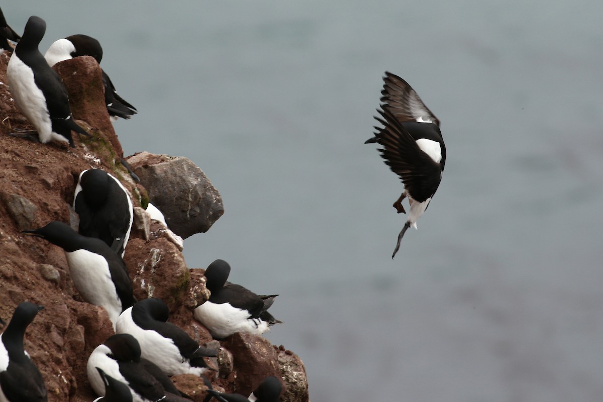 Thick-billed Murre - ML609306675